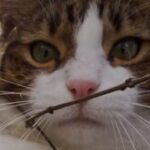 Profile picture of Bossy
